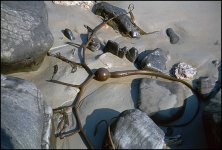 19631200-cs1-18--bullwhip-seaweed-laguna-beach-ca.jpg