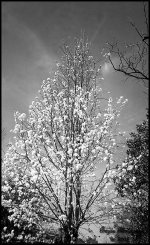 pear_treebw.jpg