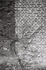 120306 Diest Begijnhof boom.JPG