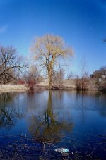 pond_tree.jpg