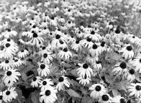 daisies_small.jpg