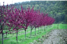 Spring at Tree Farm II  2006.jpg
