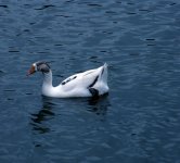 White bird - almost.jpg