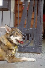 Elmar U100 Hund copy.jpg