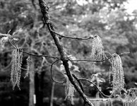 An Oak Branch2.jpg