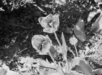 tulipsII.jpg