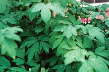 06-05-08 Roll21 Frm 09 v-1 ff.jpg