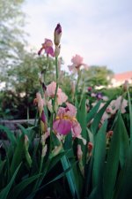 06-05-08 Roll21 Frm 10 V-1 ff.jpg