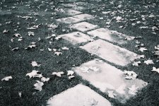 Path, Grass, Leaves 004.jpg