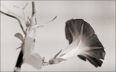 SF & Albany MP 50'cronDR XP2 11-2005 29 crop #2.jpg