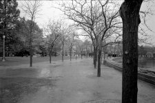 Colonnade of Trees.jpg