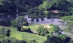 pondcrop.jpg