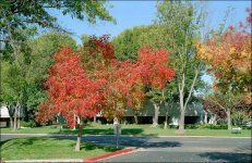 Albany & SF MP 50'tar Gold200 12.jpg