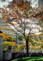 Boston-tree-96.gif