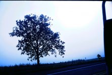 tree fog mirror rff.jpg