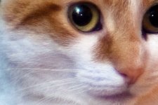Face.jpg