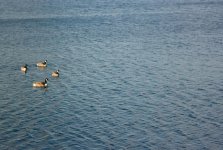ducks-2.jpg