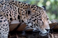 F5 WG200 500P 22.jpg