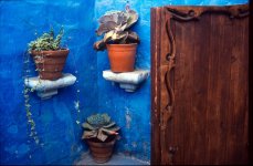 blue_pot_plants.jpg