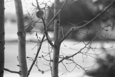 Scan40-002 6x4 72dpi.jpg