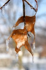 leave in ice.jpg