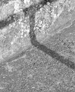 Pan25 Alte Donau Skopar detail.jpg