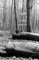 treelog.jpg