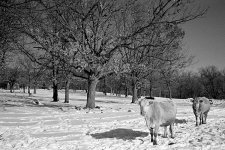 20080223_yashica35CC_cows.jpg