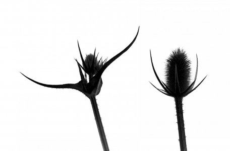 2000s DC Thistles.jpg