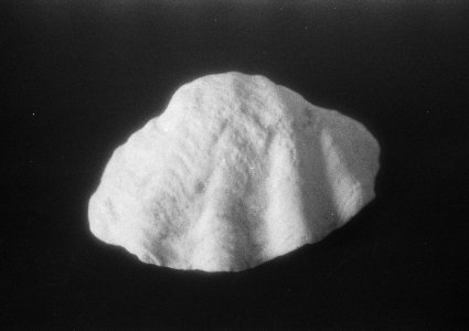 roll_200_7.jpg