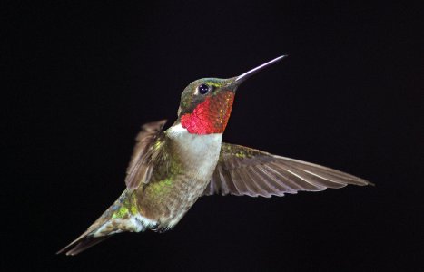 cropped ruby throated 2.jpg