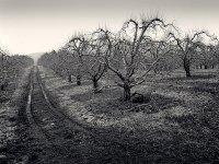 Orchard, Mt Tabor.jpg