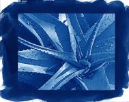 agave2.jpg