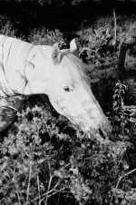 horse.jpg