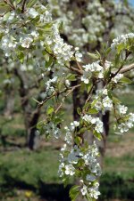 Apple-Blossoms---close-up-II.jpg