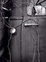 Truck Cab Vines, Marshas.jpg