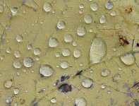 320 rain on leaves.jpg