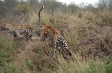 16 18 leaping leopards.jpg