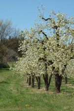 Apple-Blossoms----orchard-I.jpg