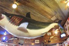 greatwhite.jpg