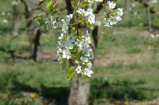 Apple-Blossoms---close-up I.jpg