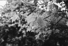 Branch Leaves.jpg
