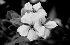 Web AAWorking Version of Flower out of focus2.jpg