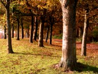 trees 1.jpg