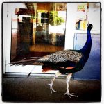 Peacock.jpg