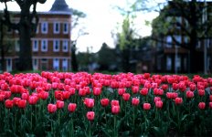 Tulips-Along-Druid-Hill,-Al.jpg