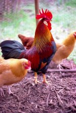 Coreys Place0007s.jpg