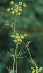 Dill-Lower Left.jpg