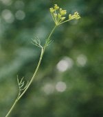 Dill-Upper Right.jpg