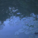 Lilypad-Before.jpg